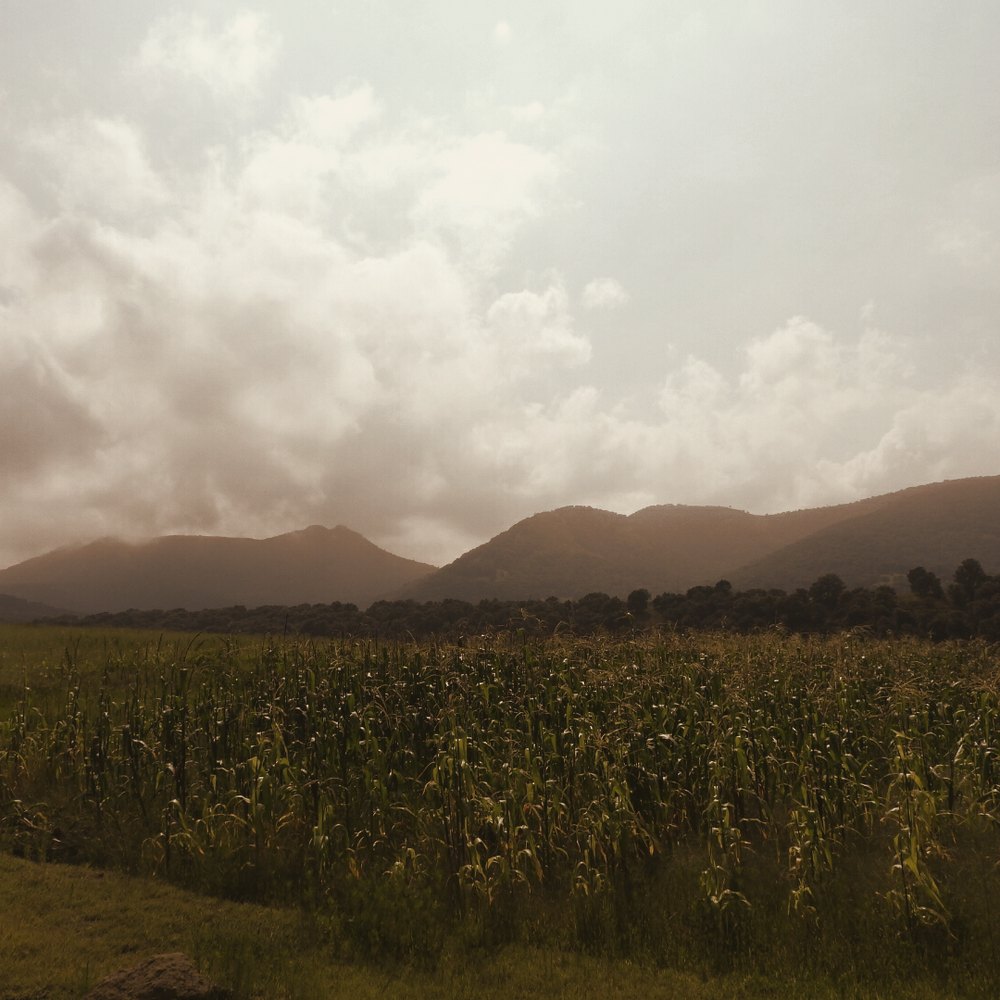 Cultivo de maíz nativo en milpa