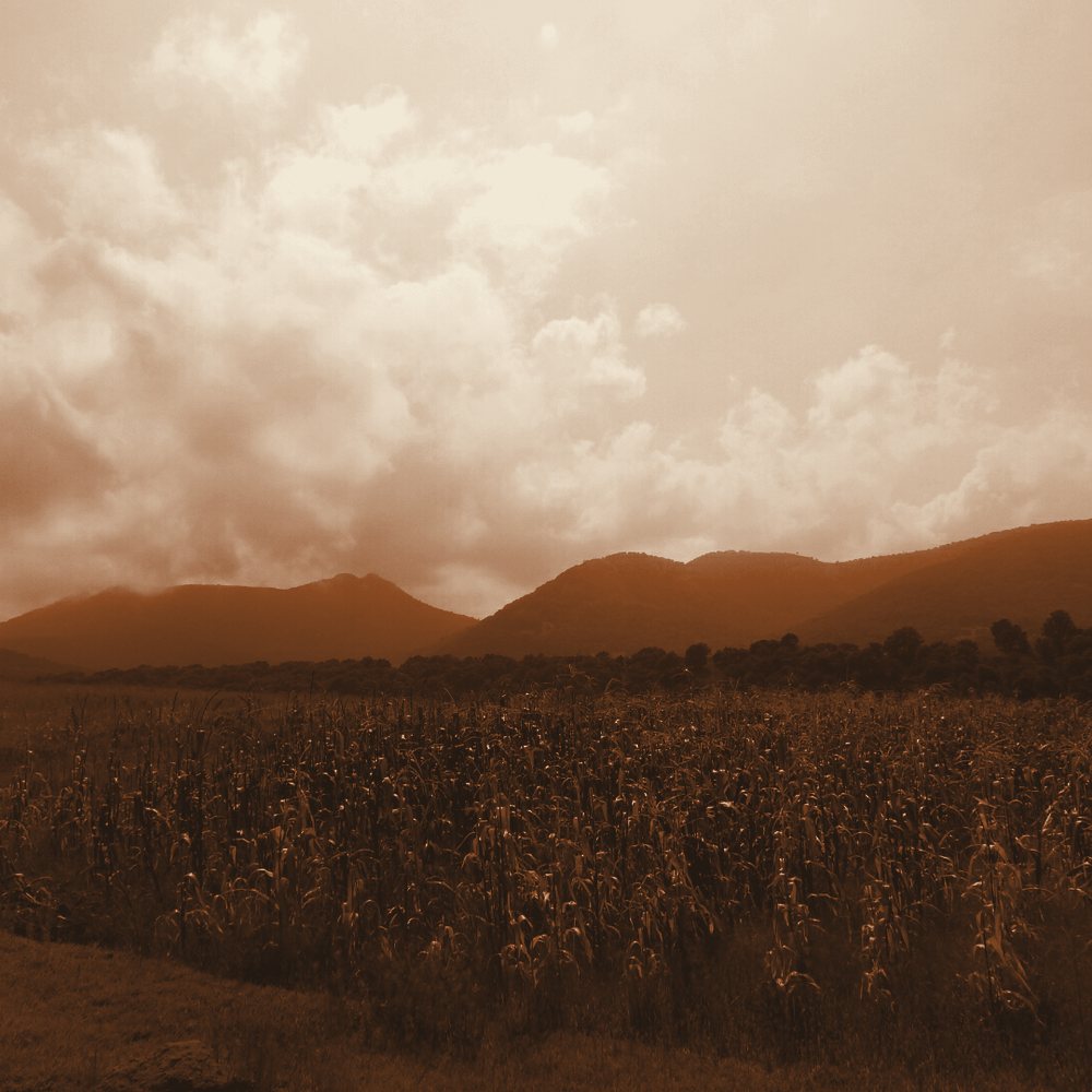 Cultivo de maíz nativo en milpa
